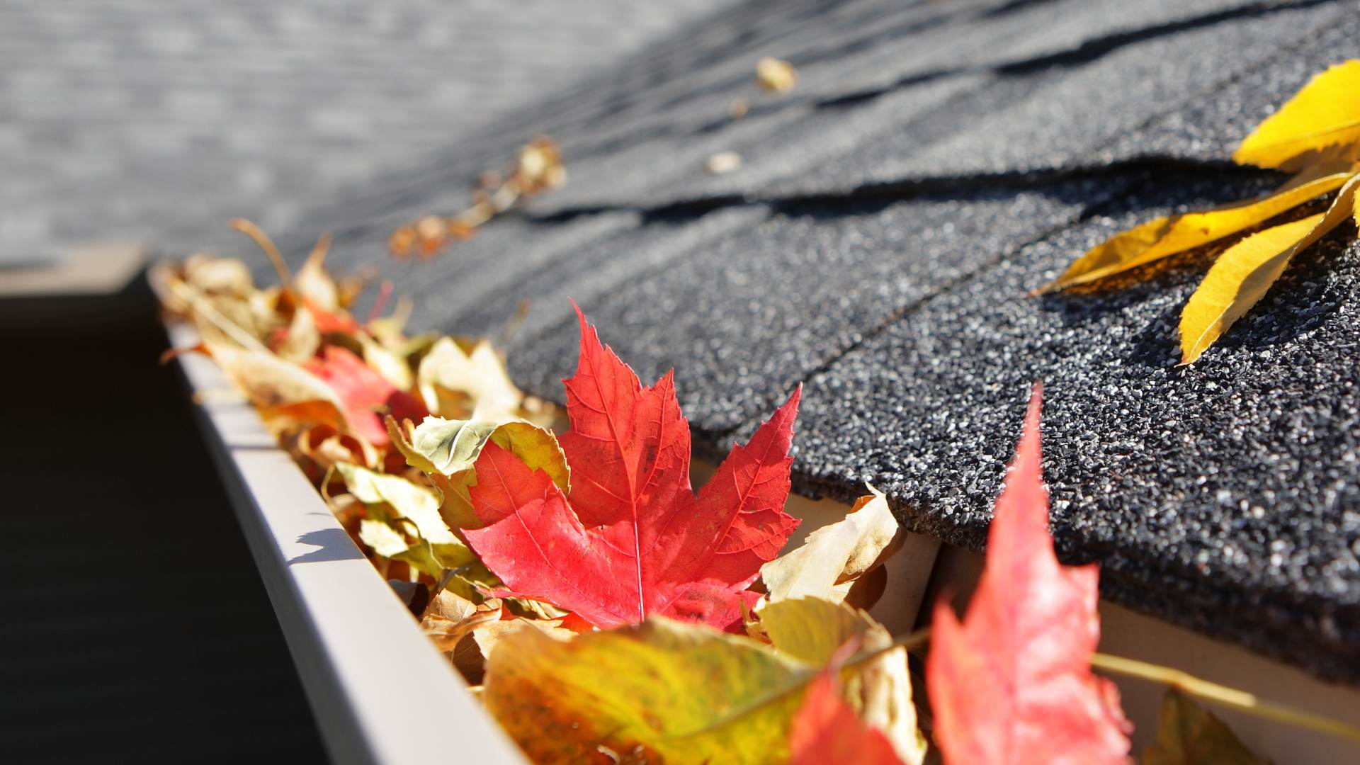 Gutter Cleaning with fall leaves