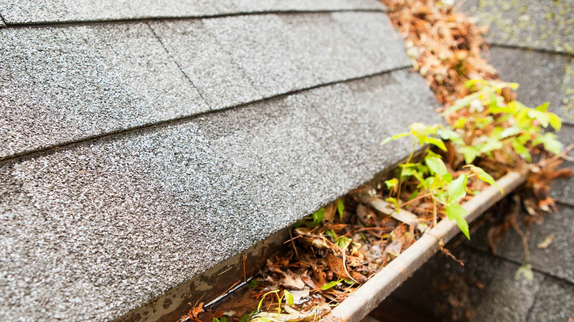 Gutter Cleaning full of leaves